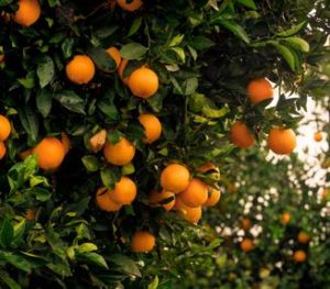 florida restaurant food spoilage coverage