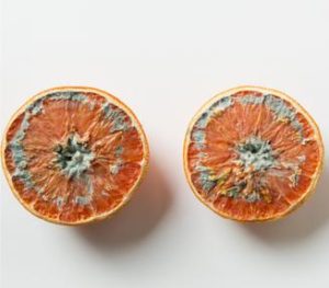 indiana restaurant food spoilage coverage