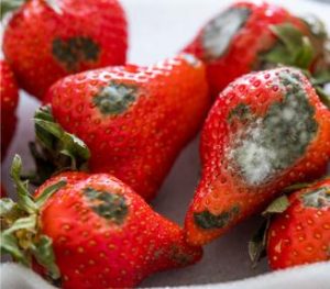 new york restaurant food spoilage coverage