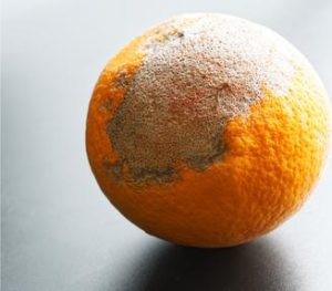 ohio restaurant food spoilage coverage