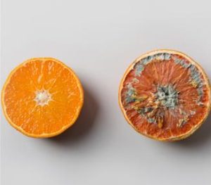 tennessee restaurant food spoilage coverage